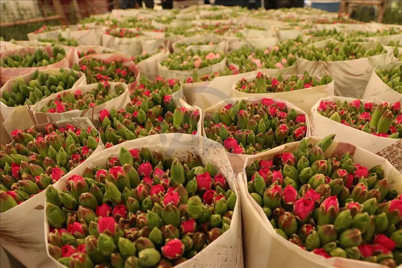 Antalya'da süs bitkileri için organize tarım bölgesi