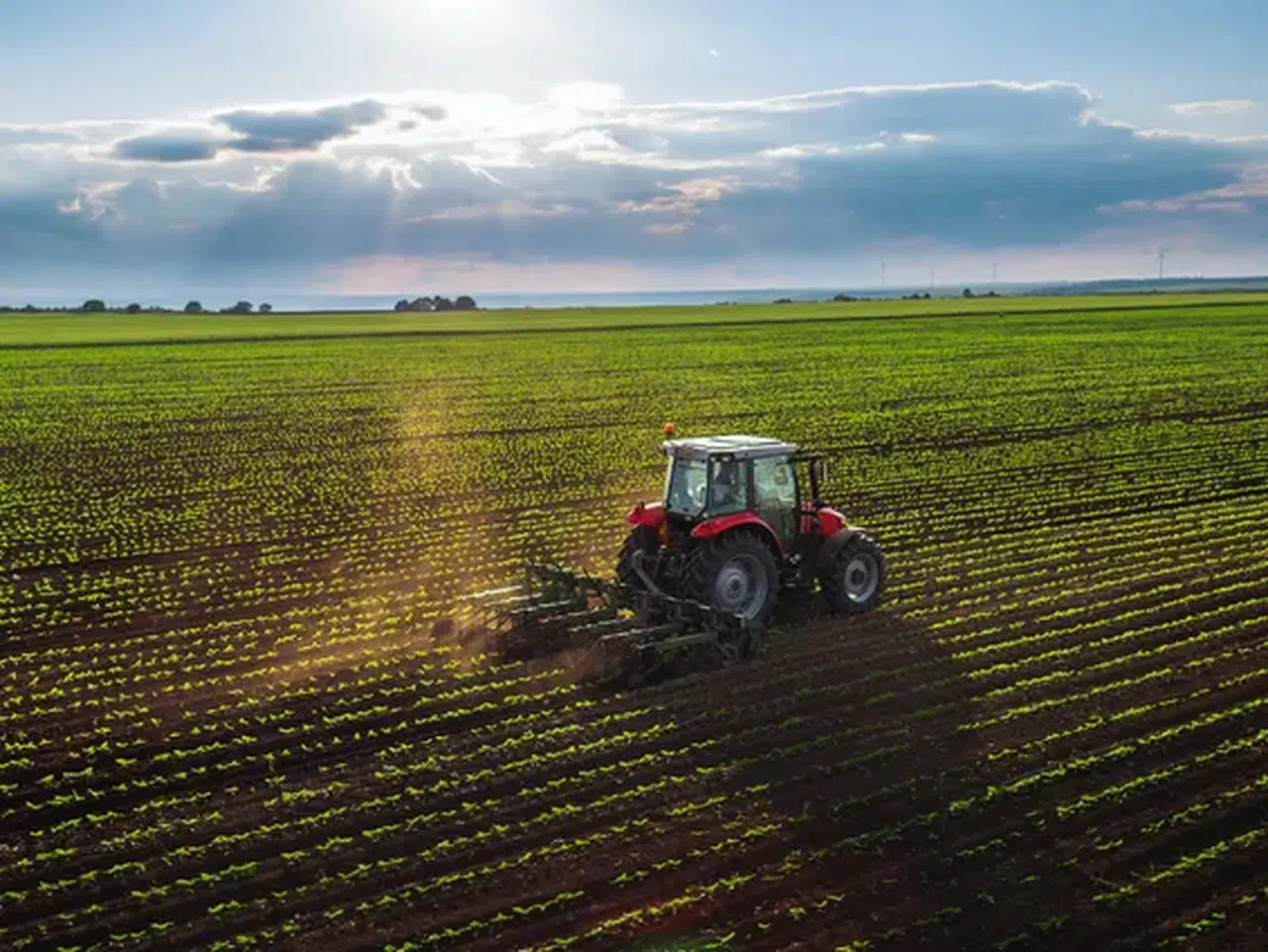 Mardin’de yerli tohum hamlesi: Yıldız tarım üretimi bölgeye yeni güç katıyor!