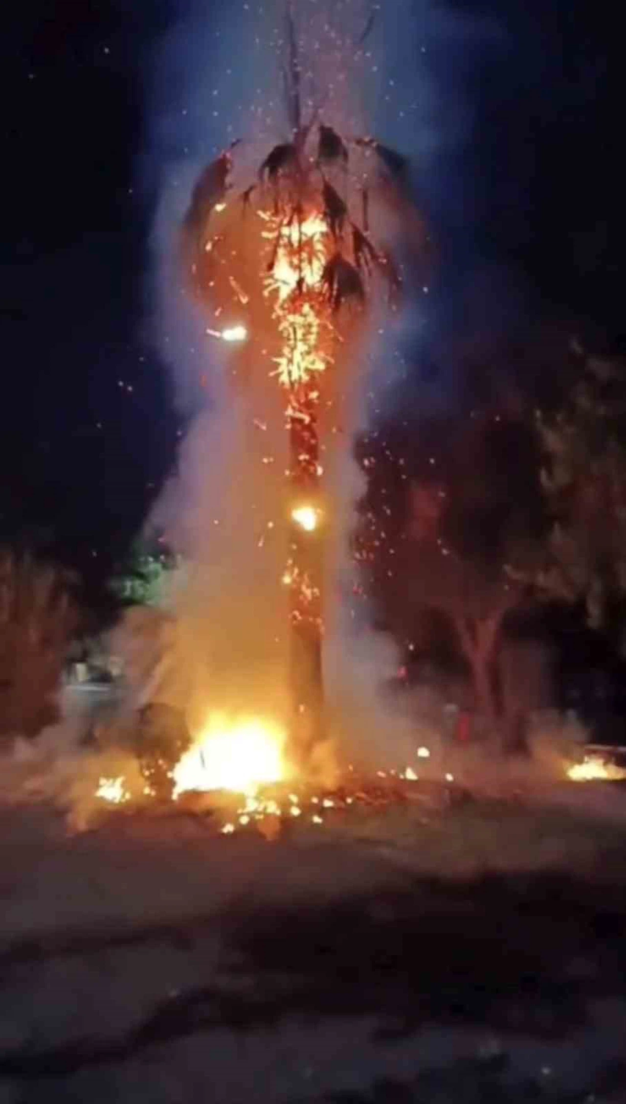 Kızıltepe’de gece parkta alevler yükseldi: 15 yıllık palmiye ağacı kundaklandı