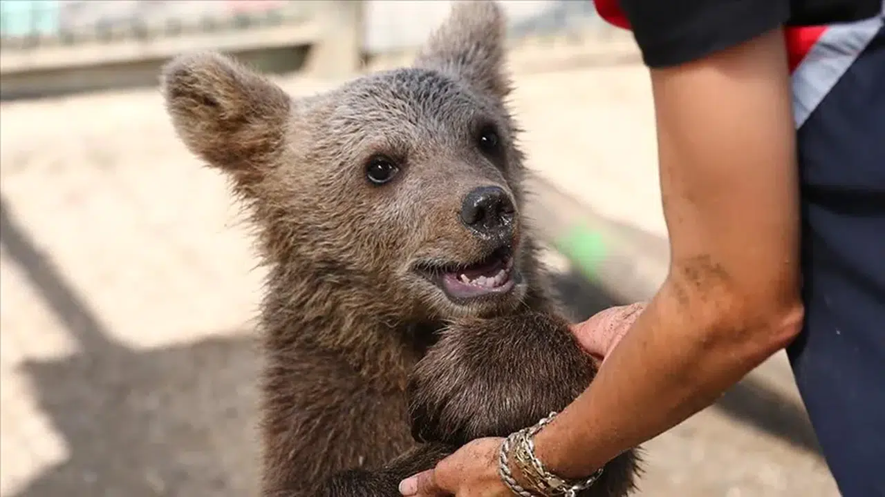Ayder’de nefes kesen kurtarma: Yavru ayı ağaçta mahsur kaldı!