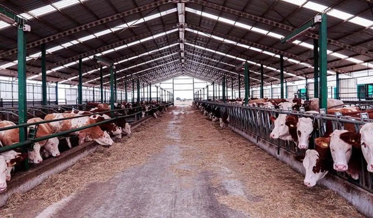 Seferihisar’daki şap vakası Urla’ya sıçradı: Bölge karantinada!