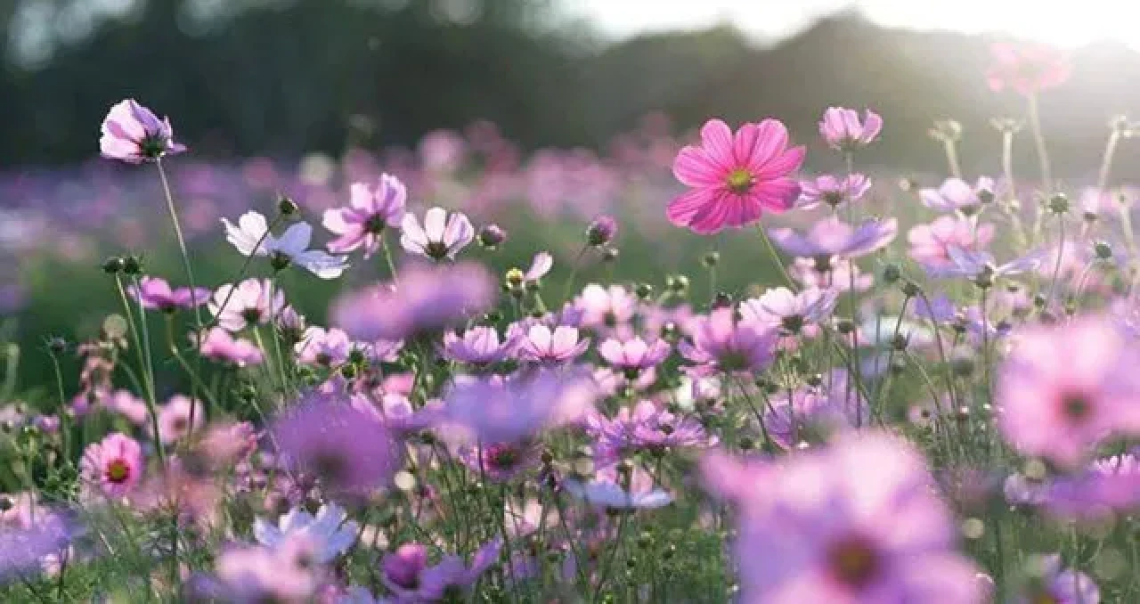 Baharın Ateşi Cemre Düşüyor! 2025’te İkinci ve Üçüncü Cemre Hangi Gün Havaya, Suya ve Toprağa Düşecek?