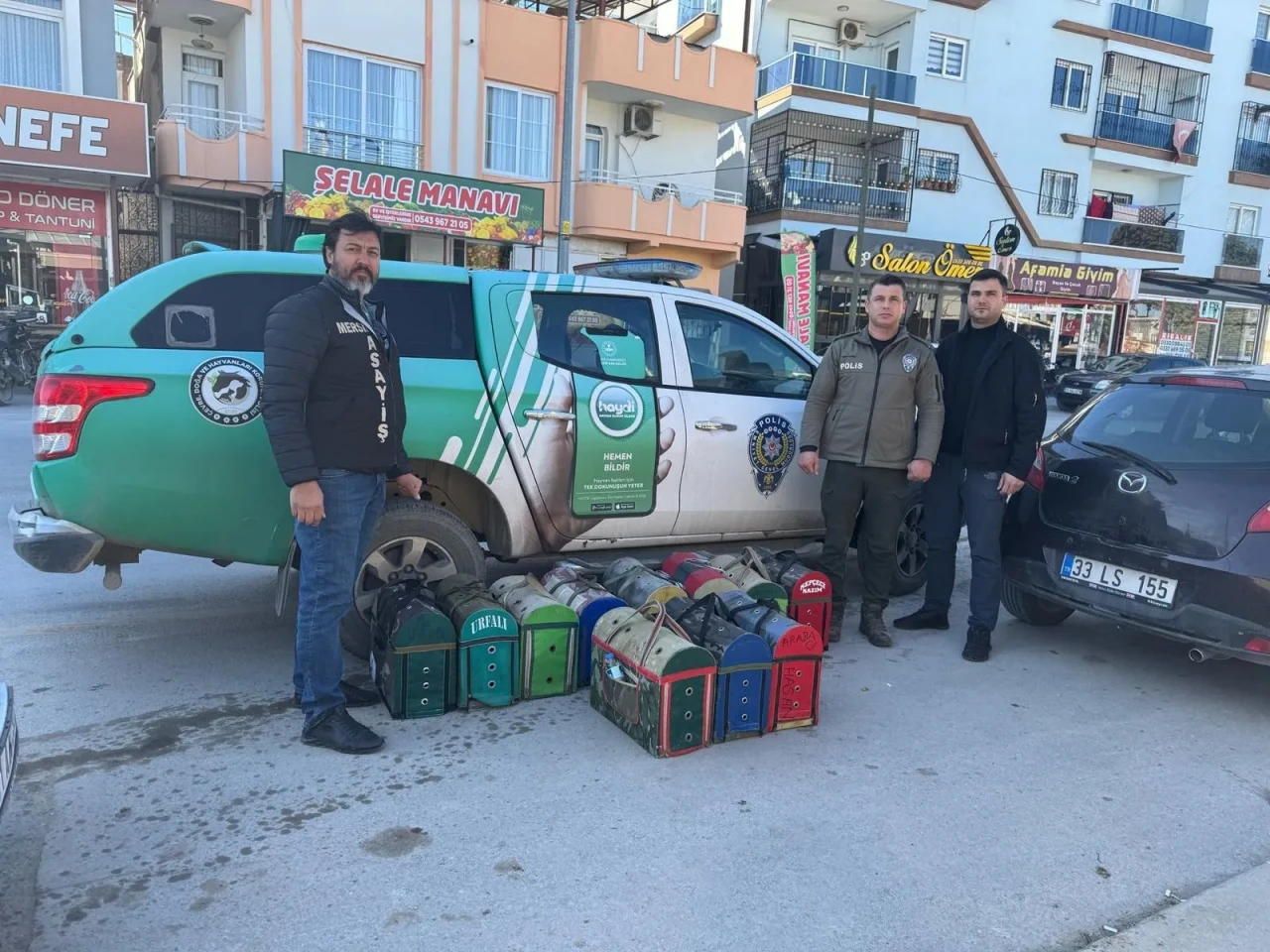 Mersin'de Yasak Horoz Dövüşüne Büyük Baskın: 128 Kişiye Yüksek Cezalar ve 21 Horoz Koruma Altında!