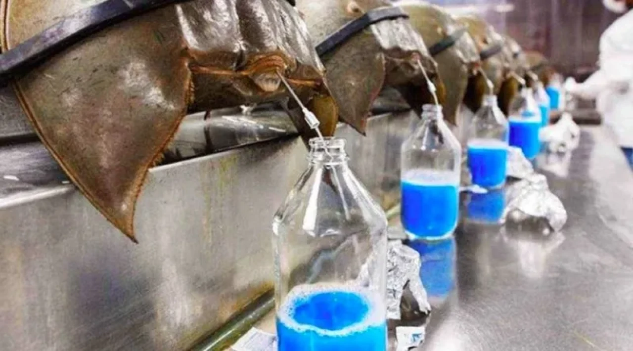 Tıp Dünyasının Mucizesi Yeni Mucizesi Mavi Kan! Mavi Kan Nedir, Neden Bu Kadar Değerli?