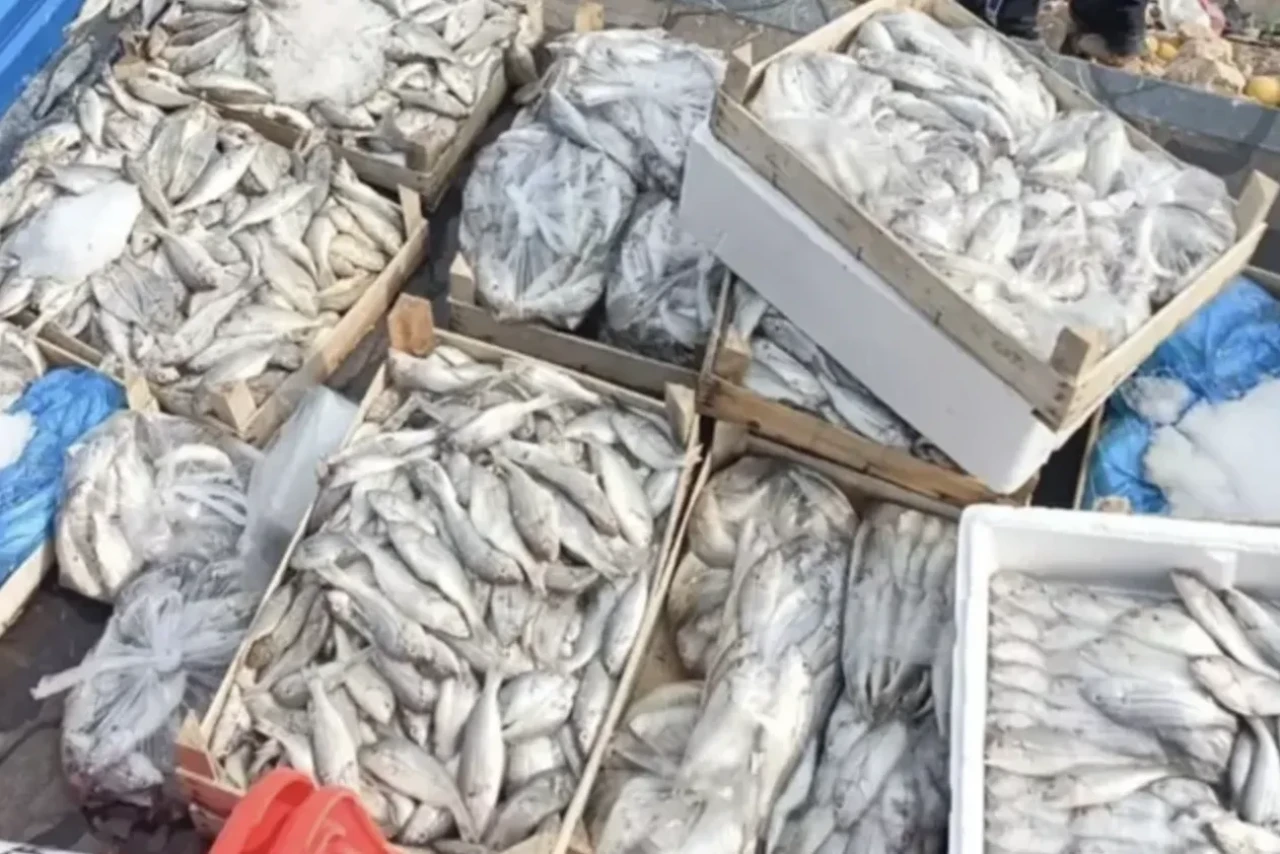 Mide bulandıran görüntü: Kasa kasa imha edildi!