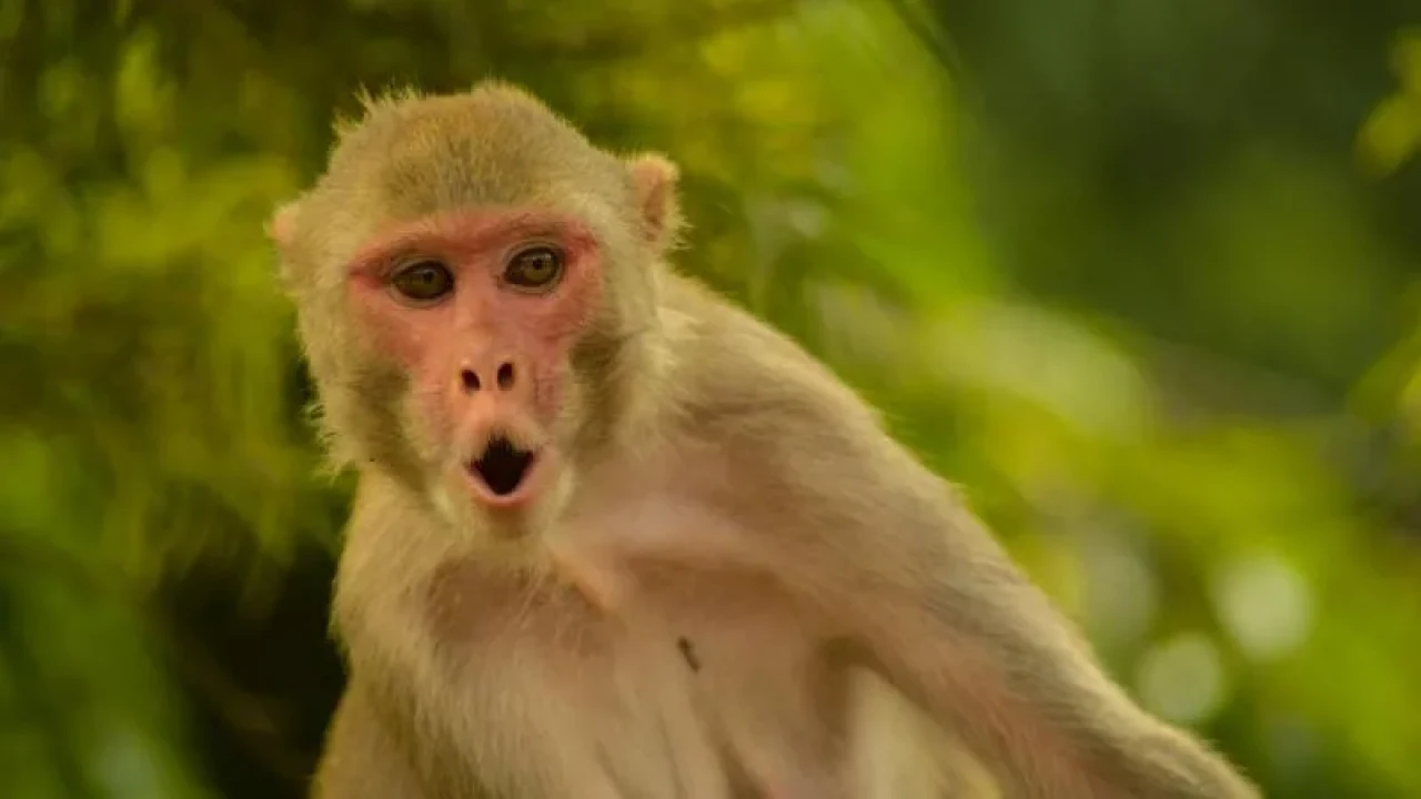 Elektrik trafosuna giren maymun tüm ülkeyi felç etti