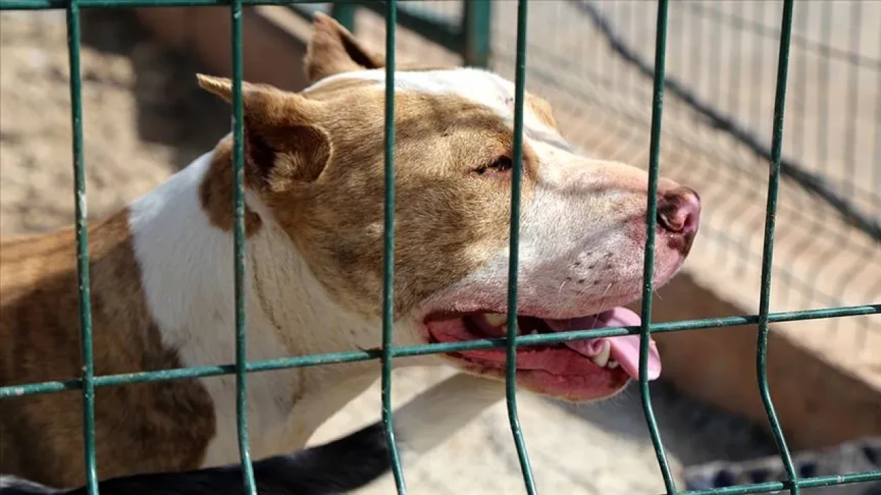 İstanbul'da Pitbull Saldırısı Ortalığı Karıştırdı: Tartıştığı Polis Memurunun Üstüne Köpeğini Saldı!