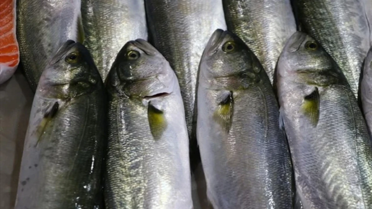 Şubat Ayında En Lezzetli Balıklar Hangileri? Hangi Balık Nasıl Pişirilmeli?