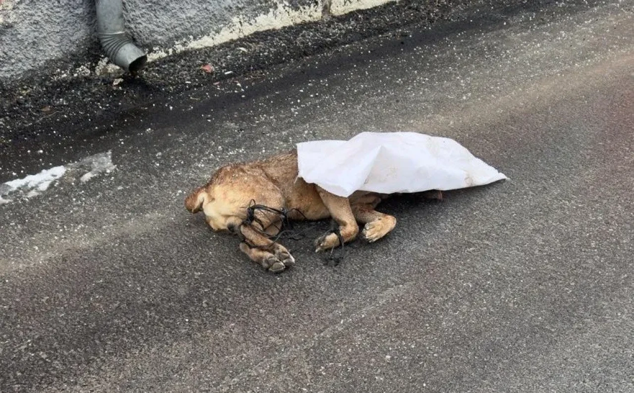 Kayseri'de vahşet: Ayakları bağlandı silahla öldürülüp çuvalla sokağa atıldı