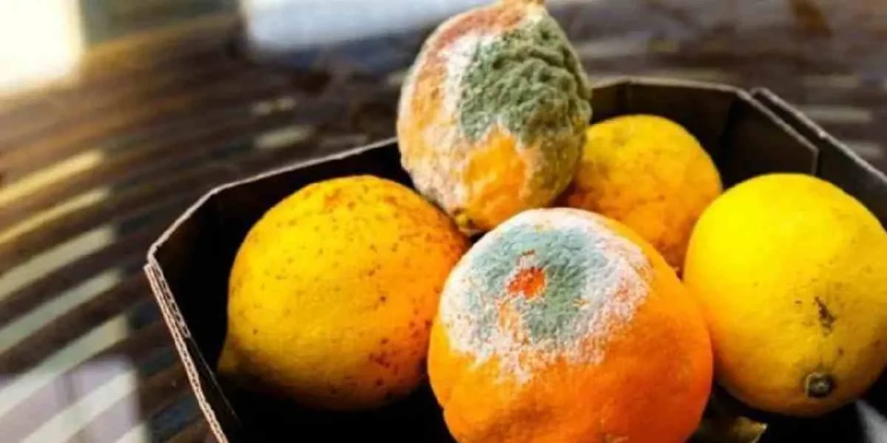 Limonlar neden çabuk bozuluyor? Uzmanlar tazeliği korumanın yollarını açıkladı!