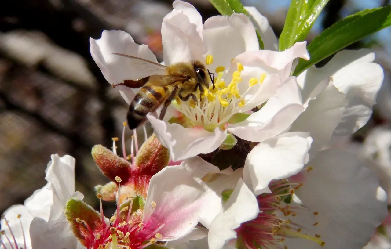 İlk Cemre 2025 Havaya Düştü mü? Ne Zaman Cemre Havaya Düşecek?
