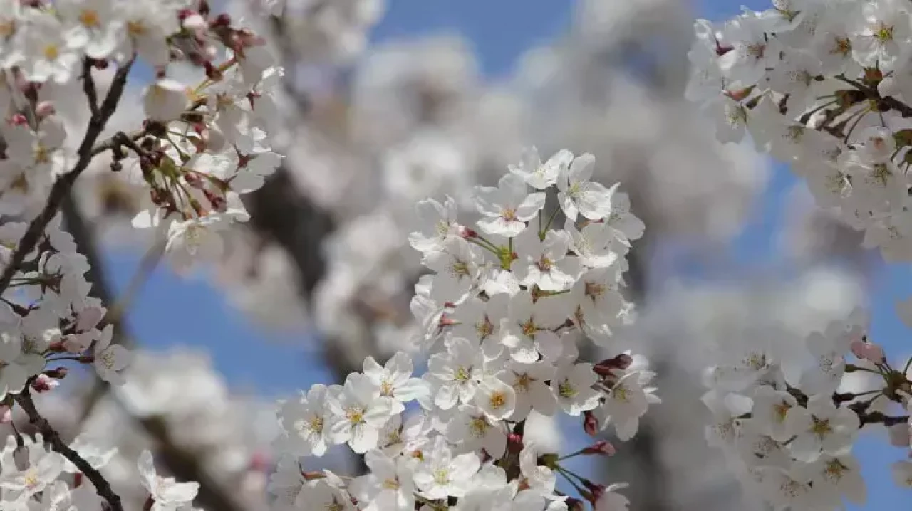 İlk Cemre Düştü Mü? Hava Cemre Düşme Tarihi 2025 Ne Zaman? Hangi Tarihlerde?