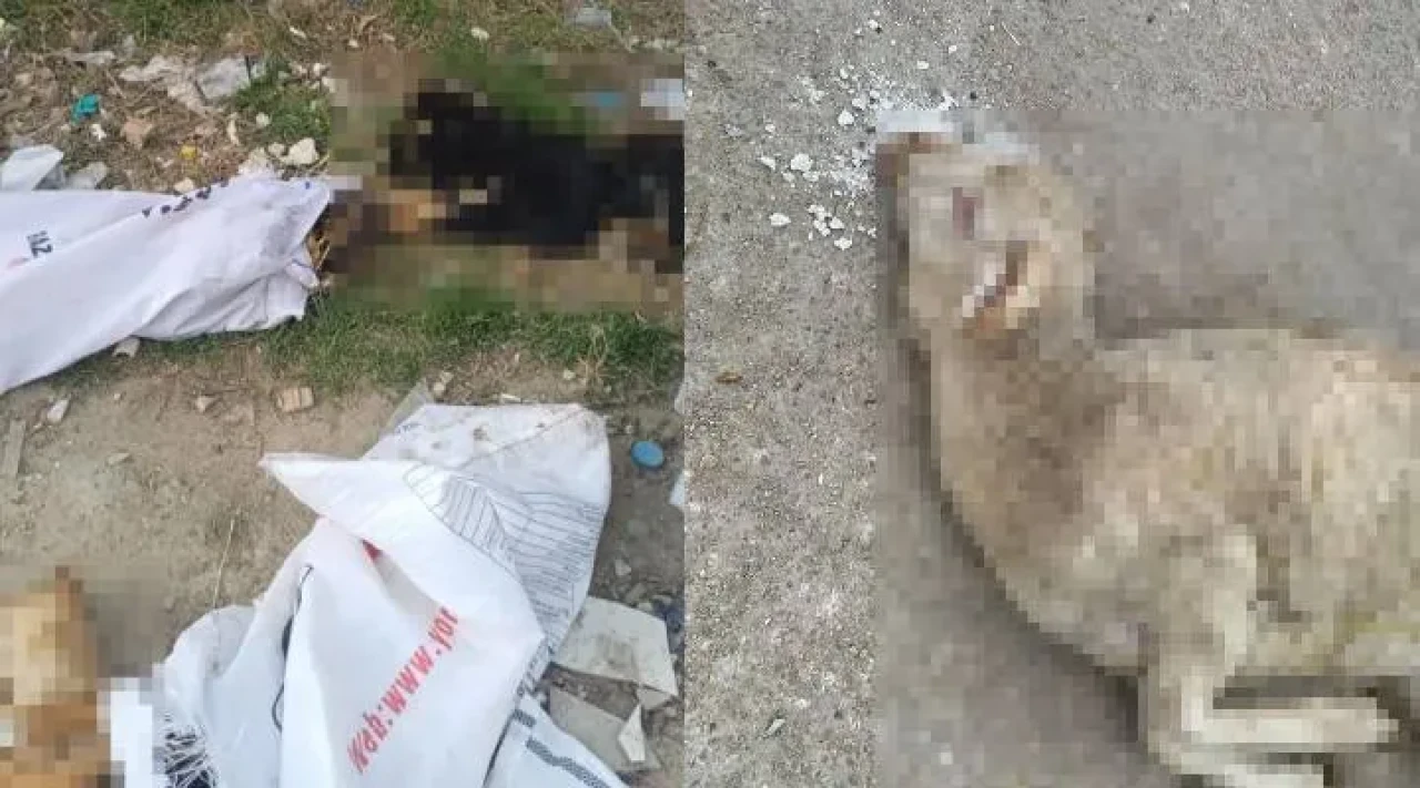 Kan dolduran olay: 11 köpek, 1 kuzu ölü bulundu