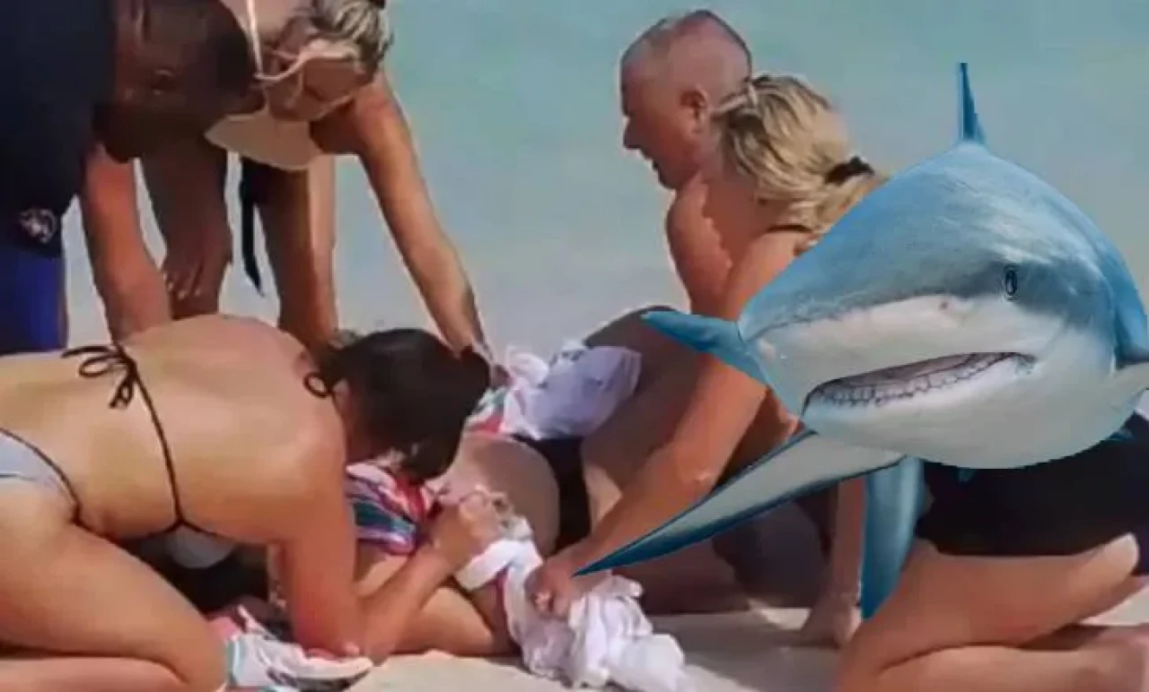 Köpek balığının fotoğraflarını çekmek istedi ellerinden oldu!