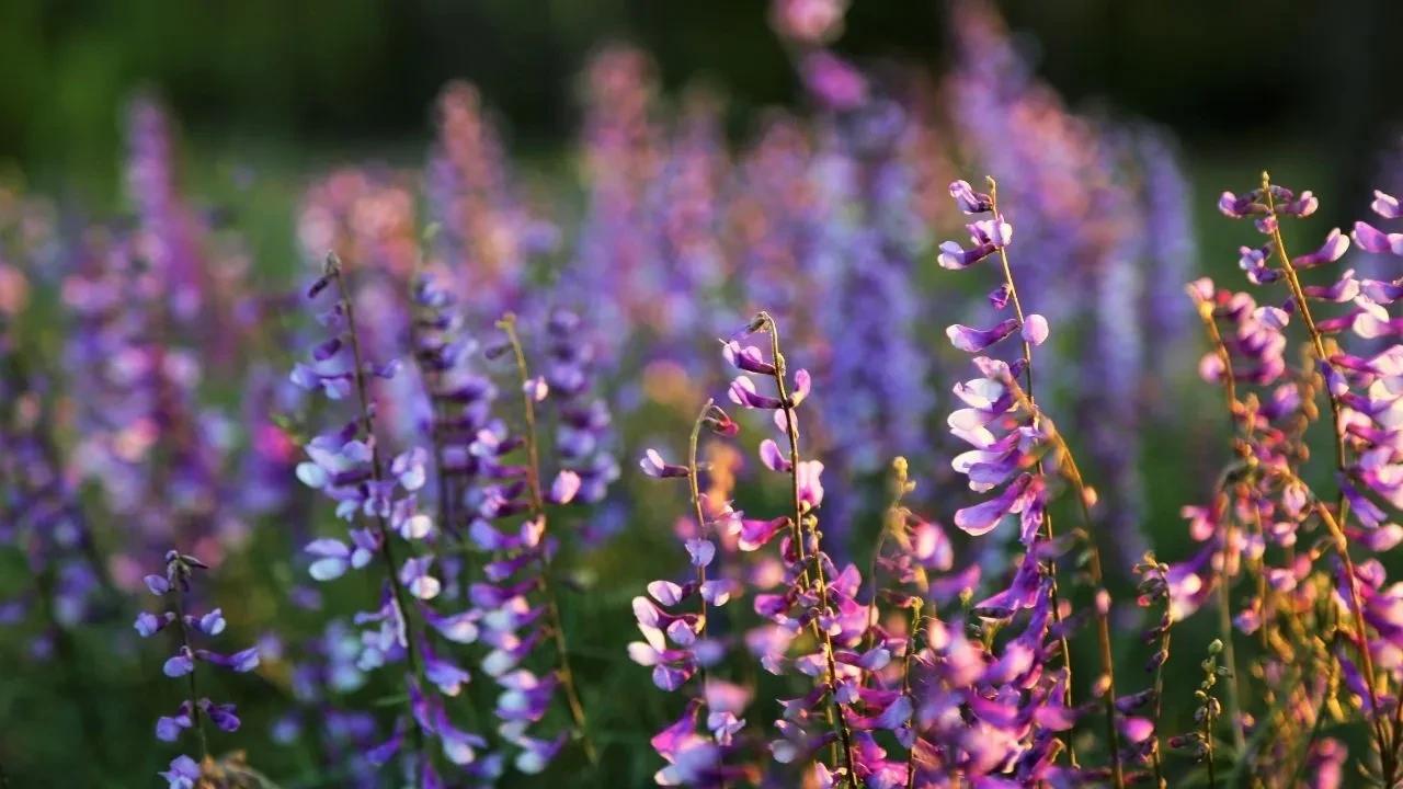 Soğuk Günler Bitiyor! İlk Cemre Ne Zaman Havaya Düşecek? Baharın Müjdecisi O Tarihte Başlıyor!