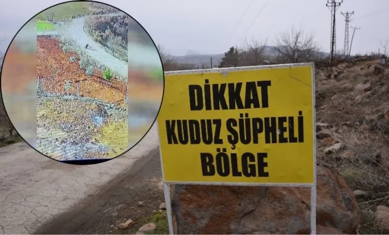 Kadına saldıran köpek kuduz çıktı: Mahalle karantinaya alındı