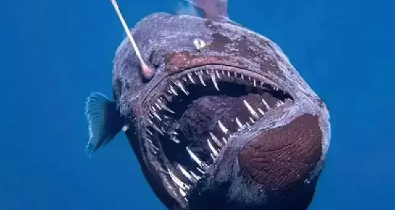Deniz Şeytanı Gerçekte Var Mı, Tehlikeli Mi, Zararlı Mı, Hangi Okyanusta, Denizlerde, Göllerde Mi Yaşar?