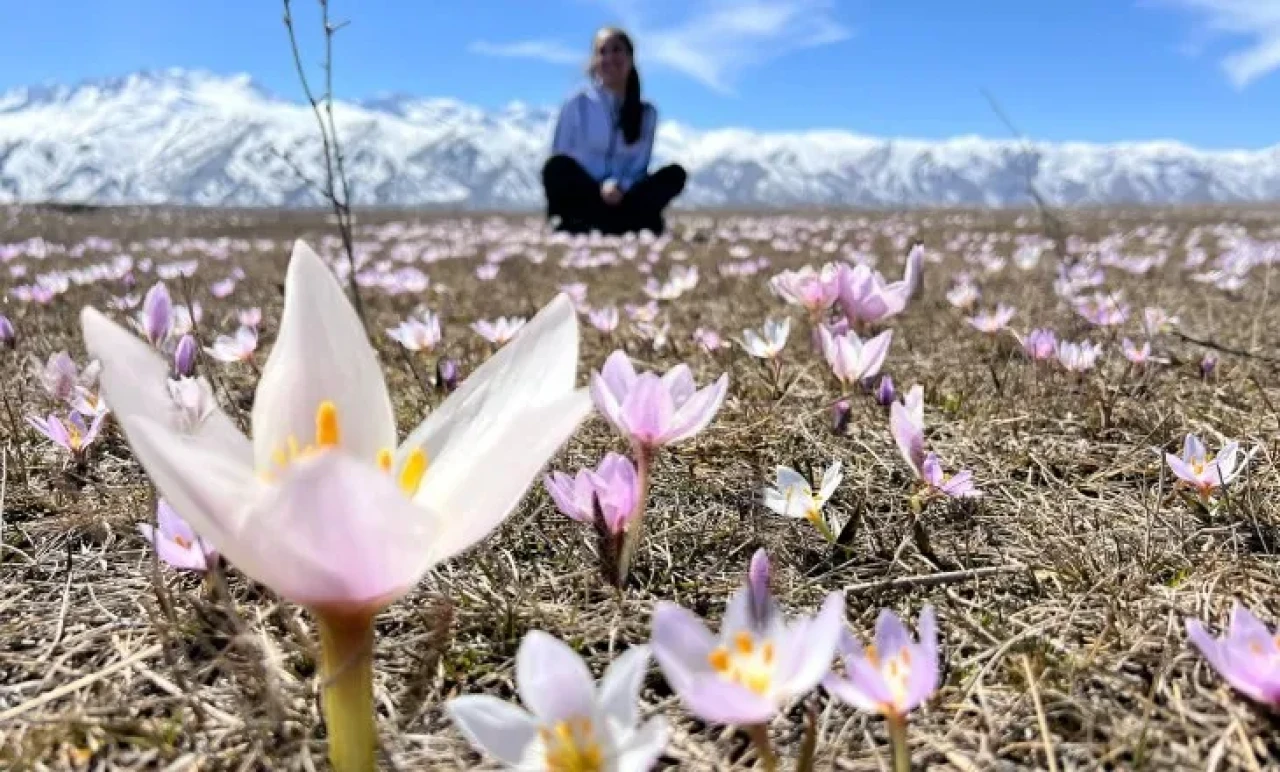 Kış Bitti, Güzellik Başladı! Hakkari'de Baharın İlk Işıkları Kardelenlerle Geldi