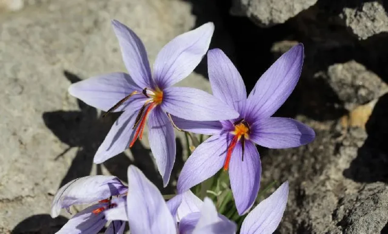 Bu Bitki Yalnızca Türkiye’de Yetişiyor: Kaçıranlara 557 Bin TL Ceza!