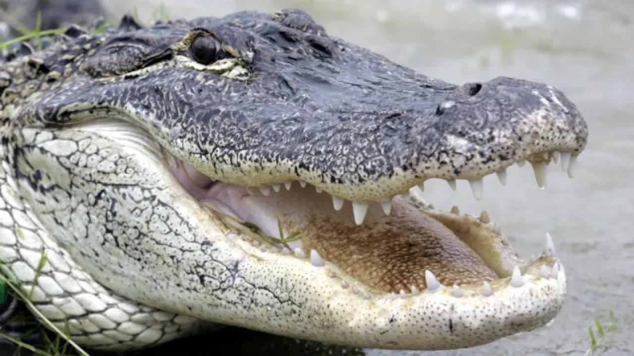 Güney Afrika’da Dehşet: 7 Yaşındaki Çocuk Timsah Saldırısında Kolunu Kaybetti