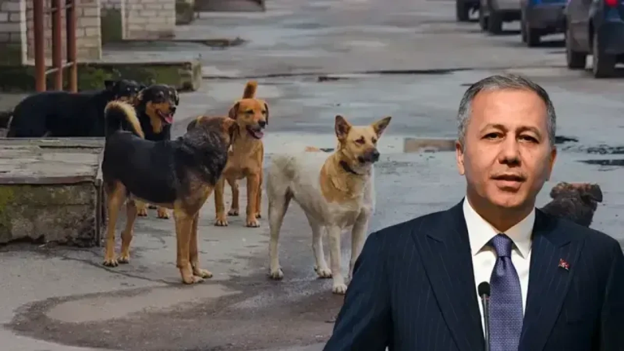 Bakan Yerlikaya açıkladı: Sahipsiz köpekler için yeni dönem başlıyor!