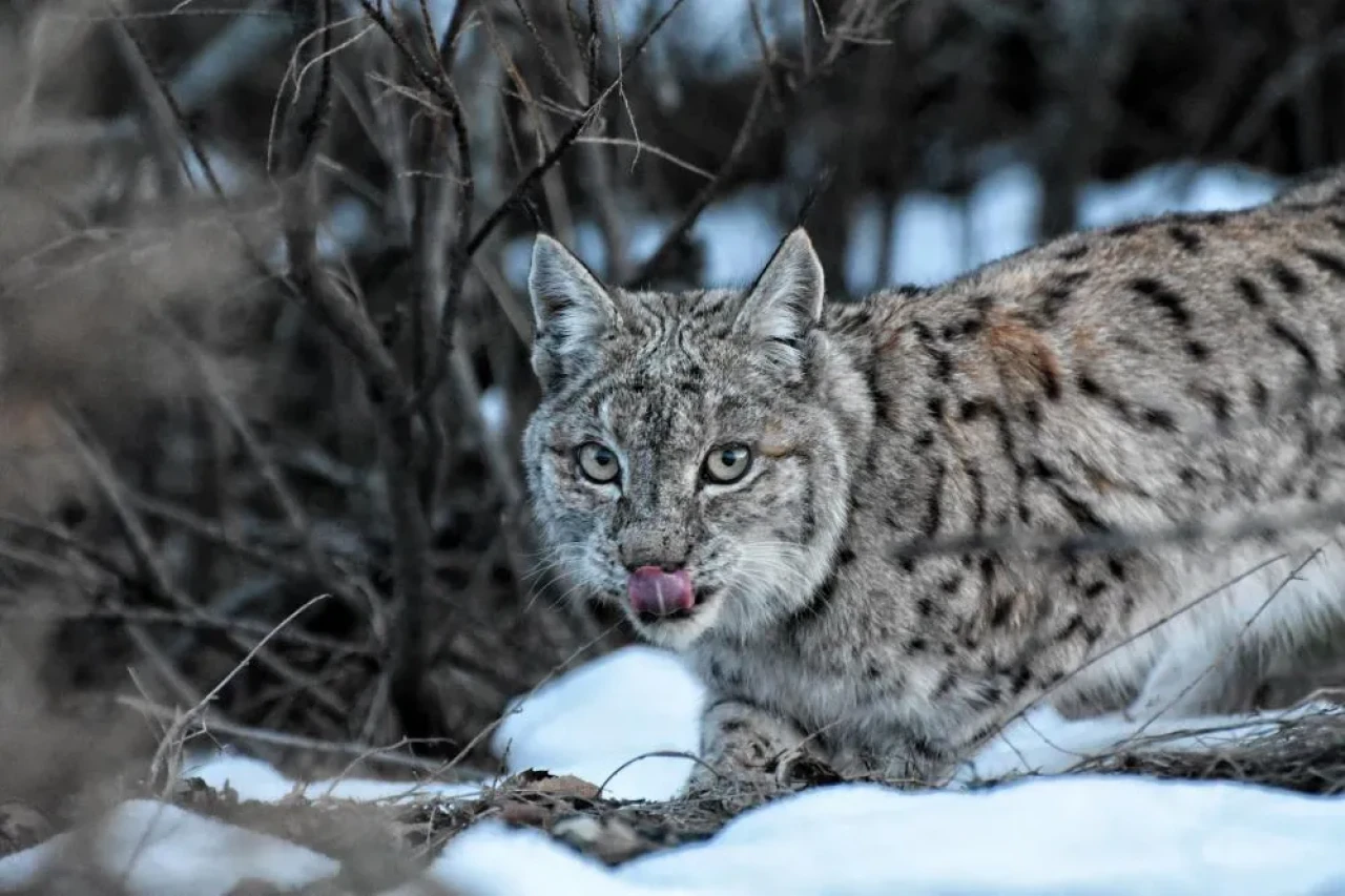 Nadir Anlara Tanıklık! Tunceli’de Vaşak Av Ararken Görüntülendi