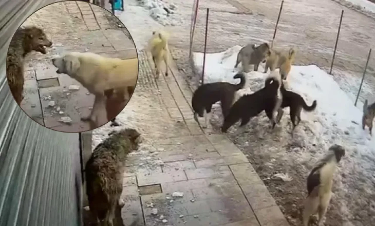 Mahallede Panik! Aç Kurt Yiyecek İçin Şehre İndi, Köpeklerin Saldırısına Uğradı