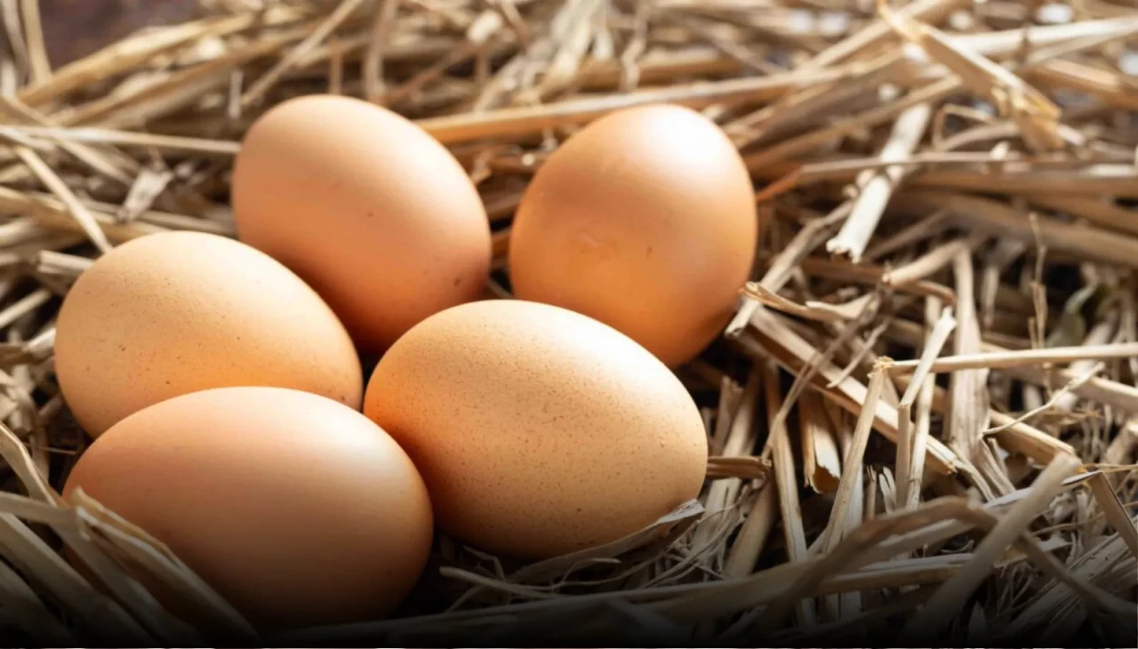 Yumurta fiyatlarını yükseltenlere geçit yok! Hükümetten kritik adım