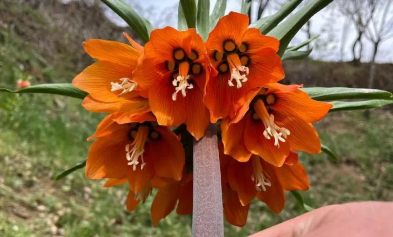 Sadece 20 Gün Yaşıyor! Bu Çiçeği Koparmak 244 Bin TL!