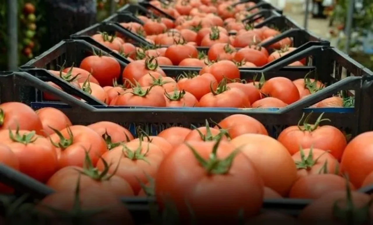 Yerli tarıma saldırı püskürtüldü! Bakanlık 1 ton tohumu geri gönderdi