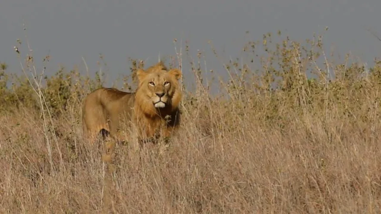 Kenya’da Aslan Dehşeti: 14 Yaşındaki Kız Vahşi Saldırıda Can Verdi