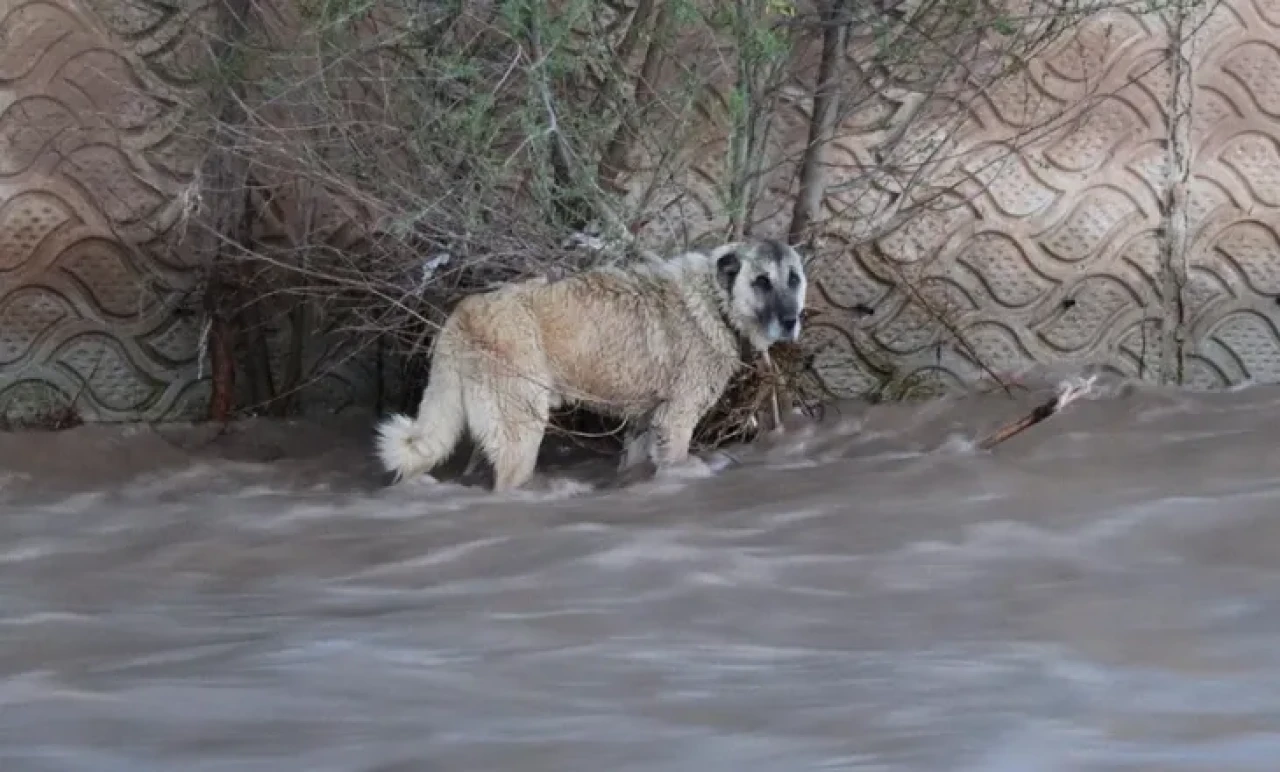 Erzurum’da Nefes Kesen Kurtarma! 4 Saatlik Operasyonla Selde Sürüklenen Köpek Hayata Tutundu
