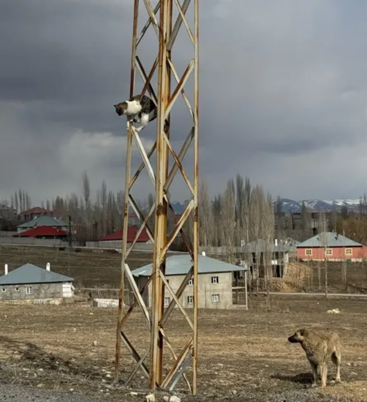 Başkale'de Sahipsiz Köpeklerden Kaçan Kedi Elektrik Direğine Sığındı