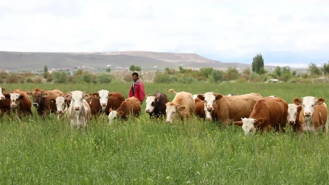 Aylık 100 bin lira oldu: Kimse yapmak istemiyor! Çoban krizi kapıda