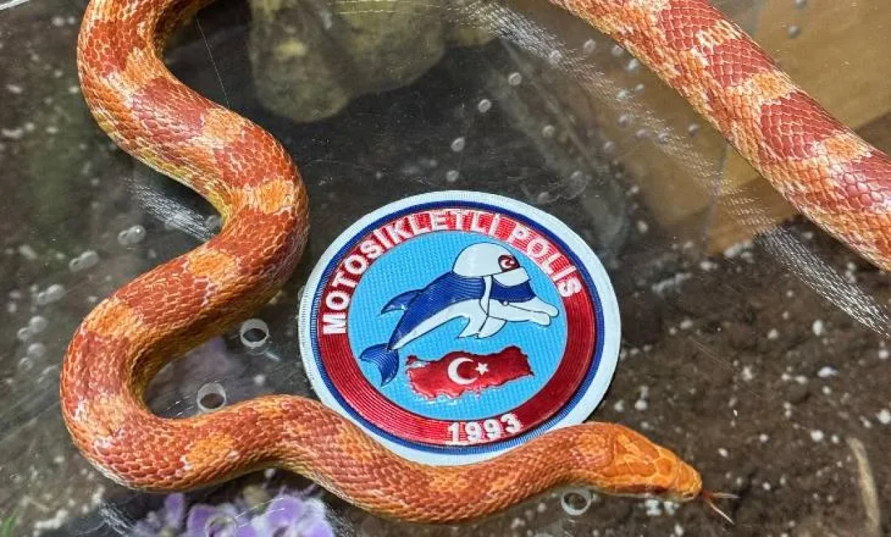 Maslak'ta Nefes Kesen Operasyon: Cam Fanustaki Piton ve Zehirli Yılanlar Ele Geçirildi