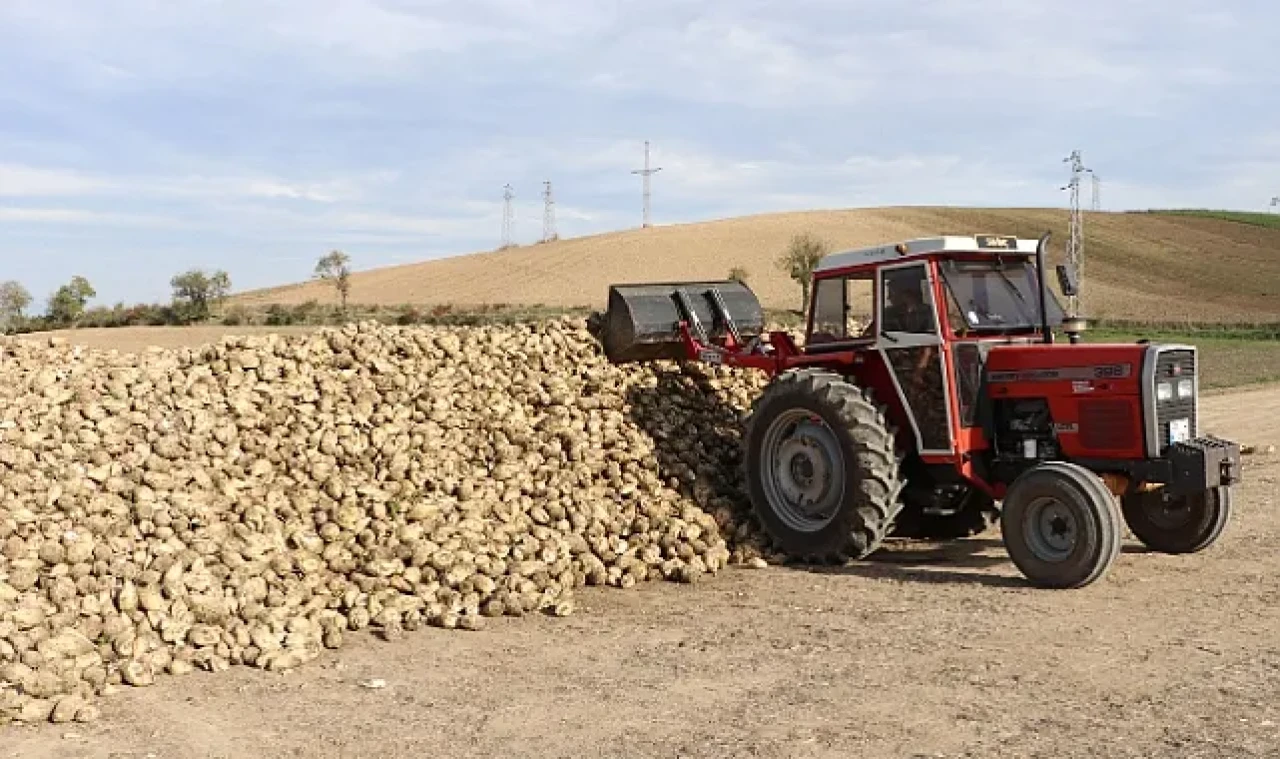 Samsun Ladik’te Toprak Altın Değerinde: Şeker Pancarından 2 Milyar Liralık Hamle!
