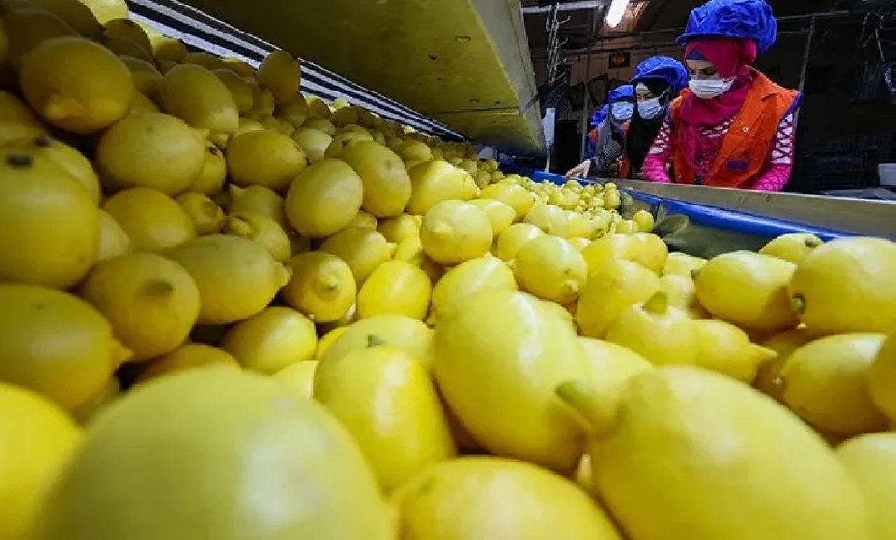 Ticaret Bakanlığı harekete geçti: Limonda fiyat oyunu bozuluyor!