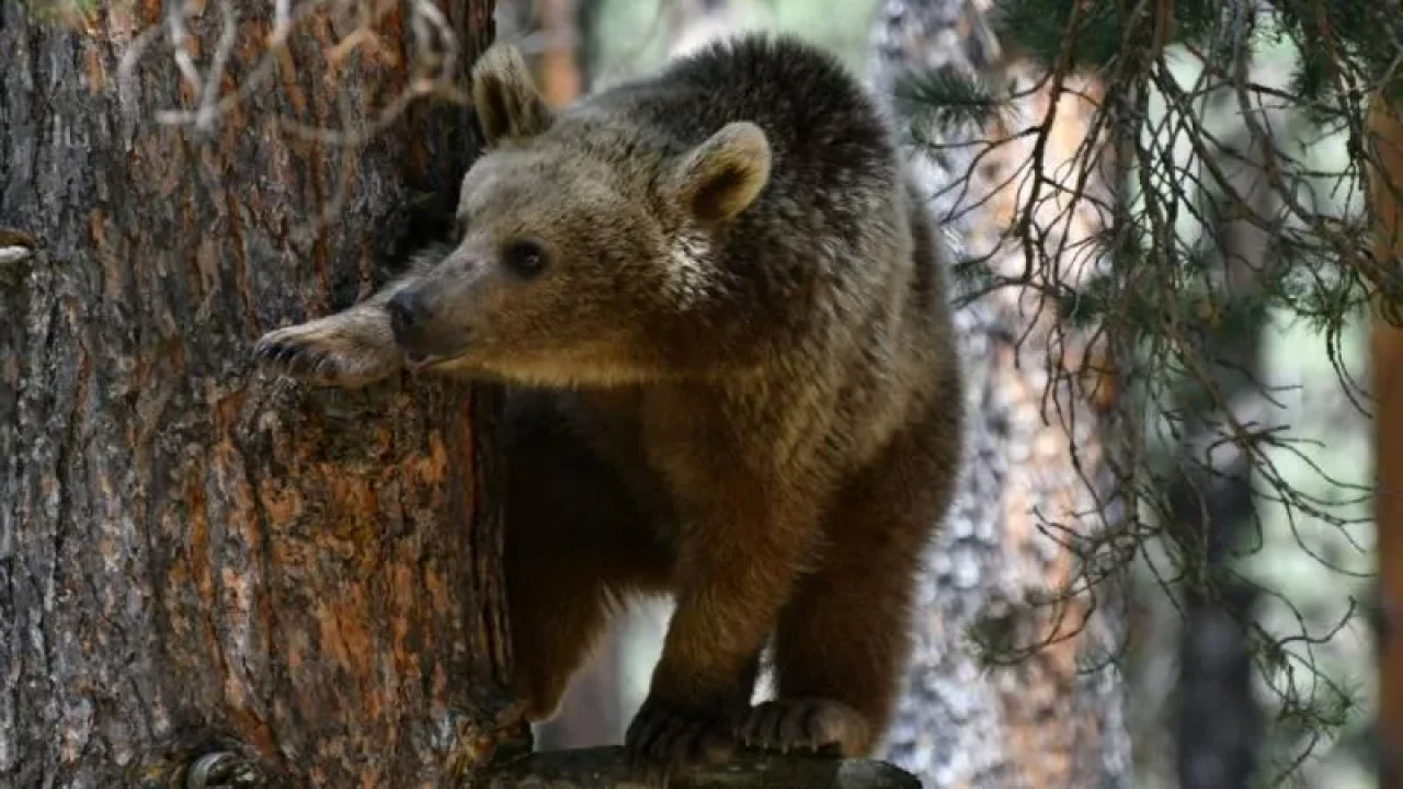 Ayı Dehşeti Sınır Tanımıyor! Slovakya’da Olağanüstü Hal Kararı