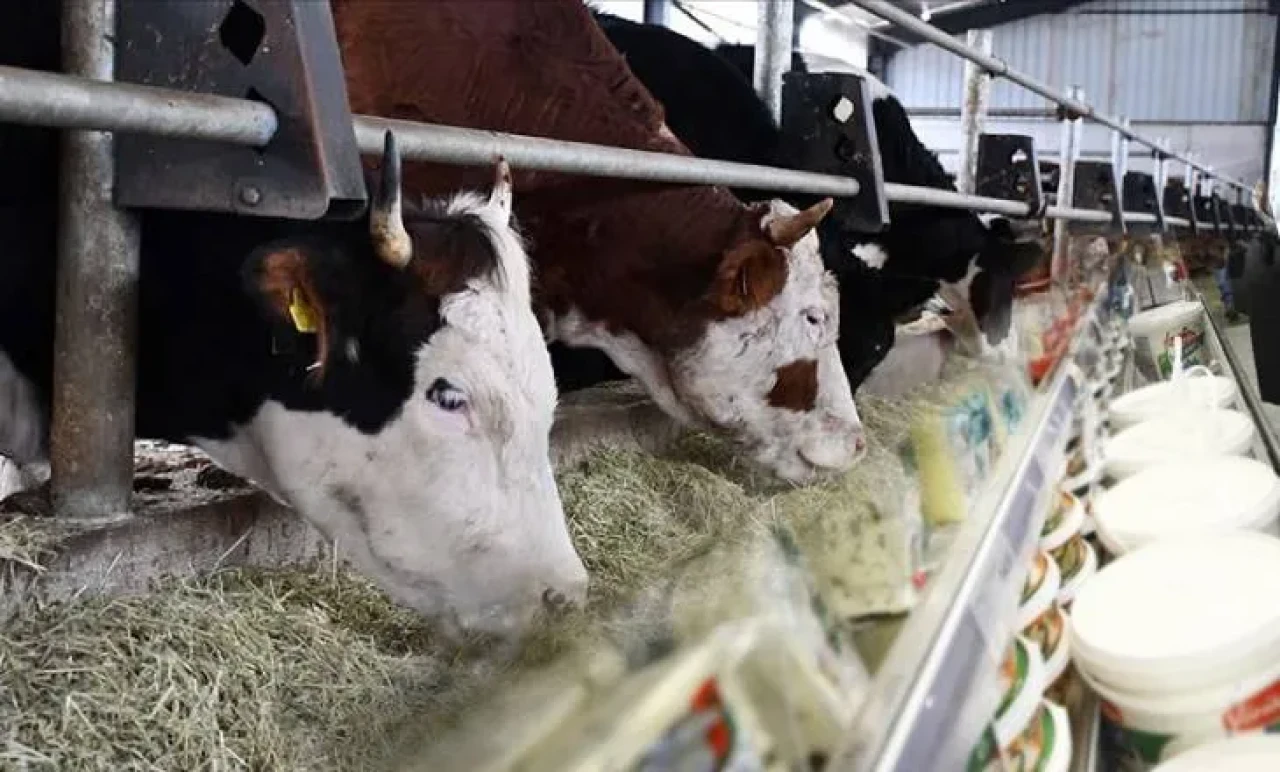 İngiltere'den Et ve Süt Alarmı: Avrupa’dan Sandviç Getirmek Artık Yasak!