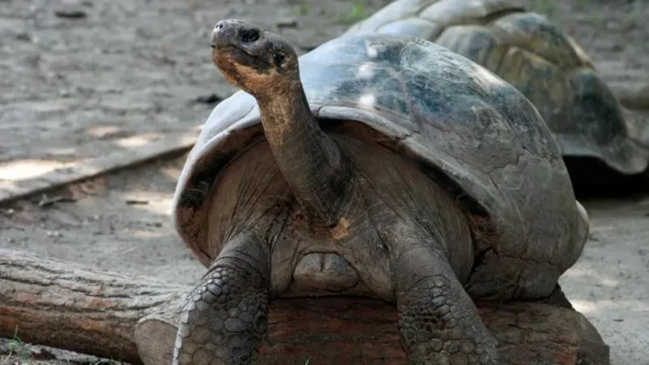 Bilim Dünyası Şaşkın: 100 Yaşındaki Kaplumbağalar İlk Kez Anne-Baba Oldu!