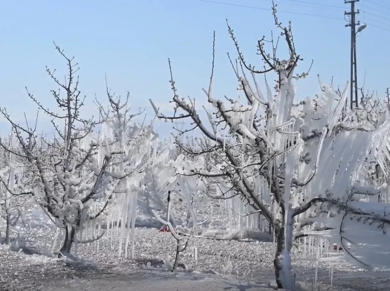 Kayseri’de Elma Üreticilerinden Zirai Dona Karşı Buzlu Savunma: “Spring Sistemi” Umut Oldu