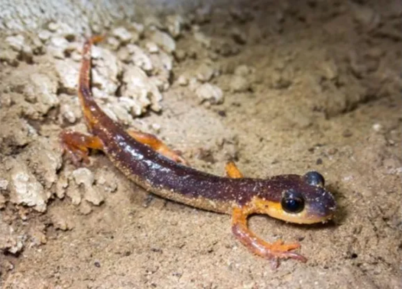 Türkiye’nin Yer Altı Hazinesi Ortaya Çıktı: 154 Mağarada Nesli Tehlike Altında Olan Türler Keşfedildi!