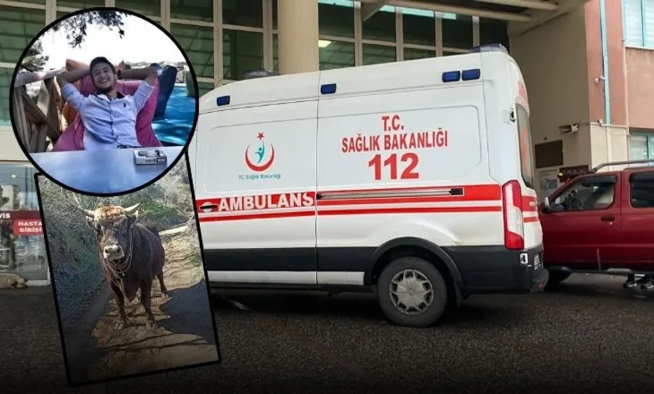 Boğa Can Aldı! Aydın'da Genç Adam Güreş Boğasının Saldırısında Hayatını Kaybetti