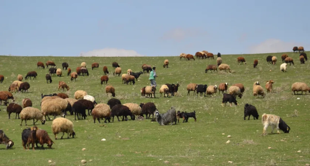 Muş’ta Baharın Bereketi: Besiciler Küçükbaş Hayvanlarını Meralarla Buluşturdu