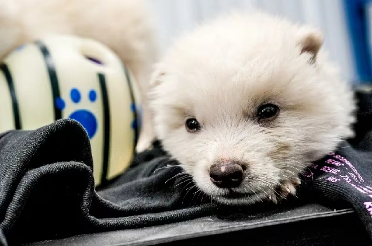 13.000 Yıl Sonra Geri Döndüler: Colossal Nesli Tükenmiş Ulukurtları Yeniden Yarattı