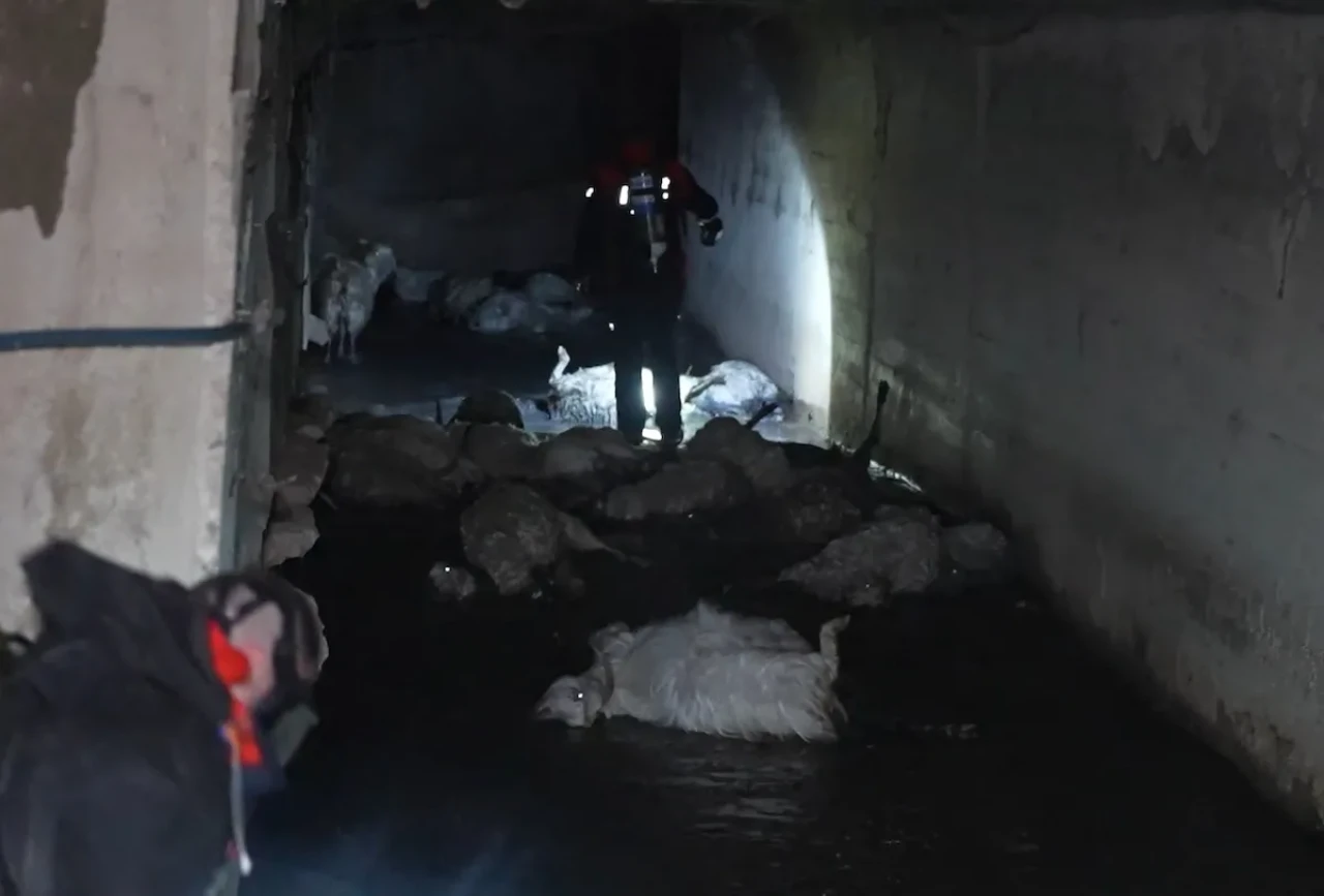 Çoban Bayıldı, Hayvanlar Telef Oldu! İtfaiye Gaz Maskesiyle Girdi