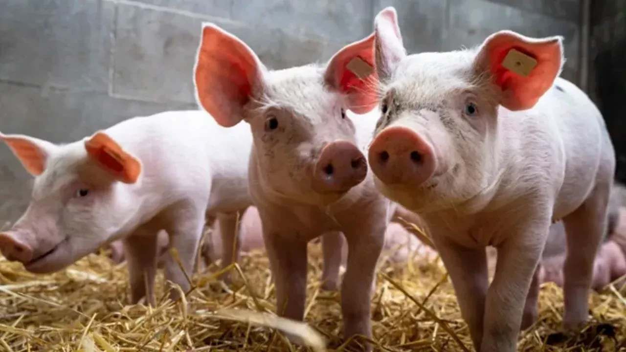 Türkiye'de 18 şehirde domuz çiftliği var! İstanbul’dan İzmir’e kadar uzanan tam liste