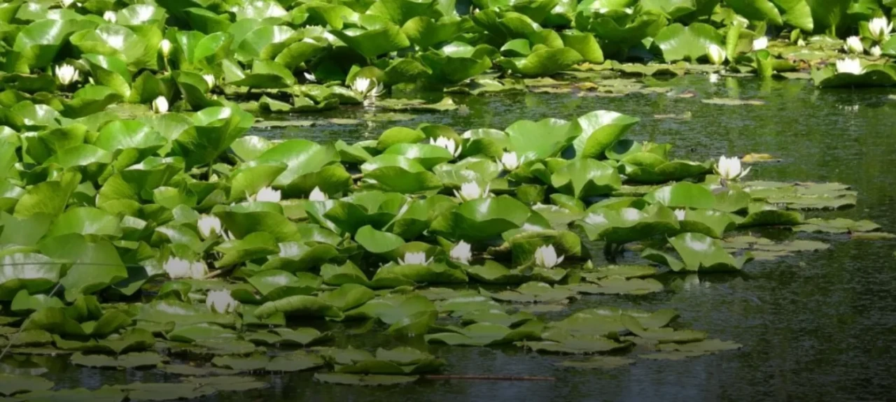 Nilüfer Gölü’nü Korumak İçin Dev Yaptırım: Bitkiye Dokunan Yandı!