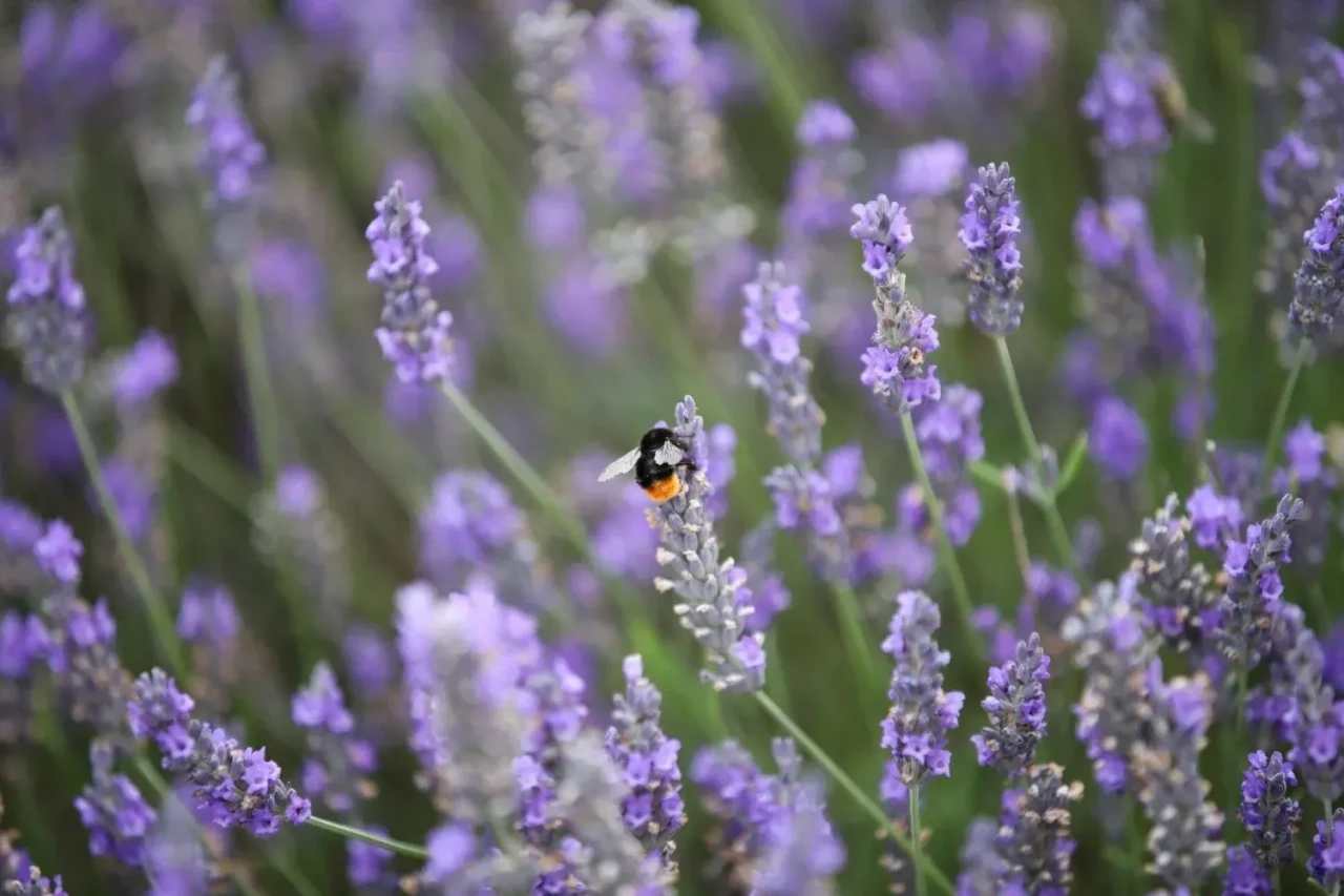 Sinirleri Yatıştıran Bitkilerle günlük Strese dur deyin