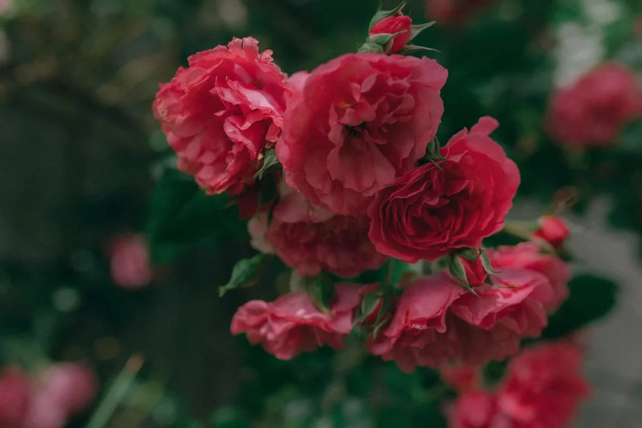 Bu özel karışım gülleri yaprak bitlerinden tamamen kurtaracak!